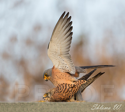 Pair of Lesser Kesterl - LOVE