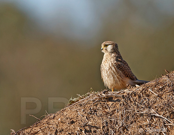 Common Kestrel