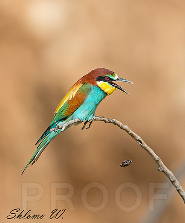 A bee-eater ejects pellet.