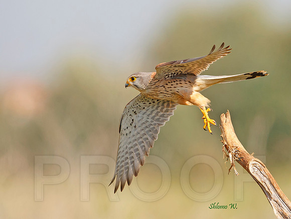 Common Kestrel