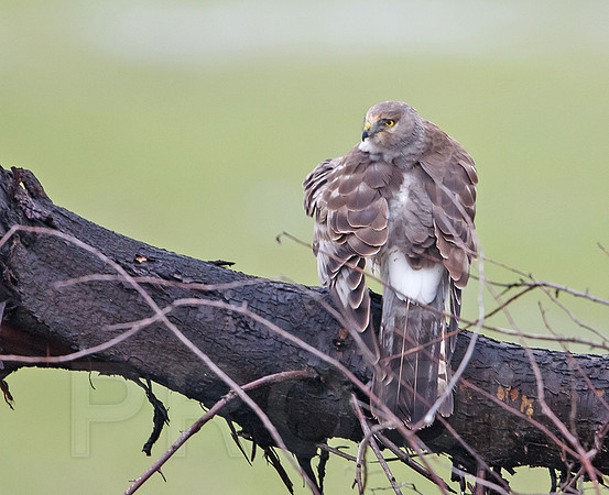 Northern Harrier
