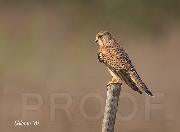 Common Kestrel