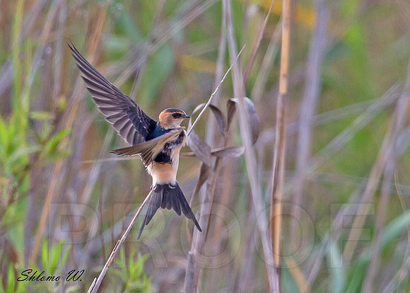 Red Rumped Swallow