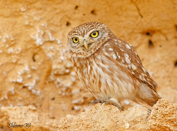 Little Owl
