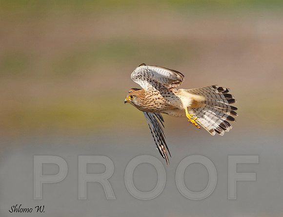 Common Kestrel