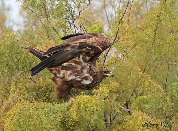 Spotted Eagle