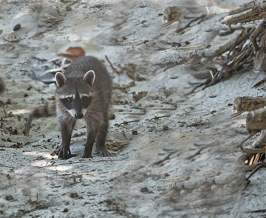 Raccoon
