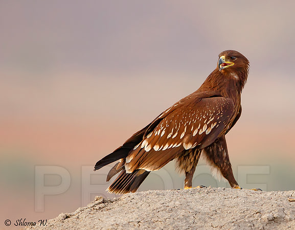 Spotted Eagle