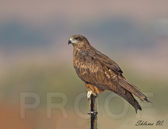 Black Kite