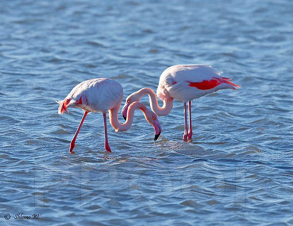 Flamingo