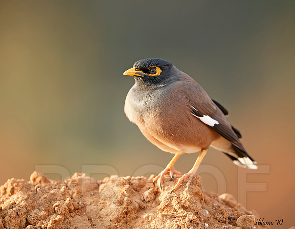 Common Myna
