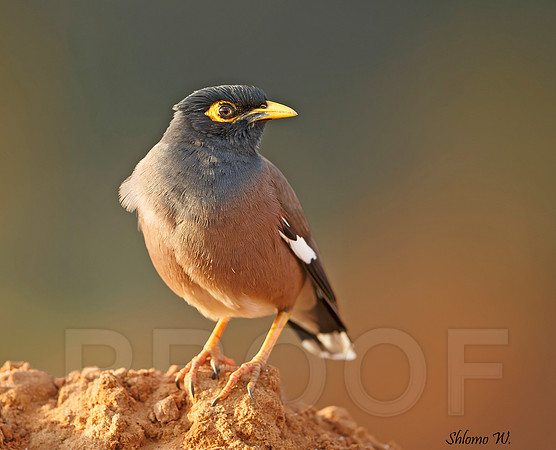 Common Myna
