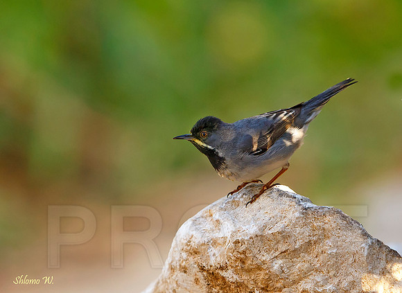 Ruppell's Warbler