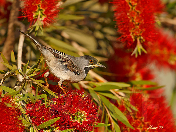 Ruppell's Warbler