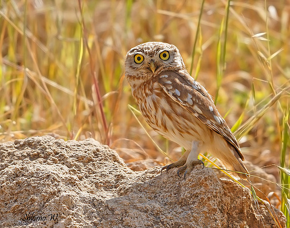Little Owl
