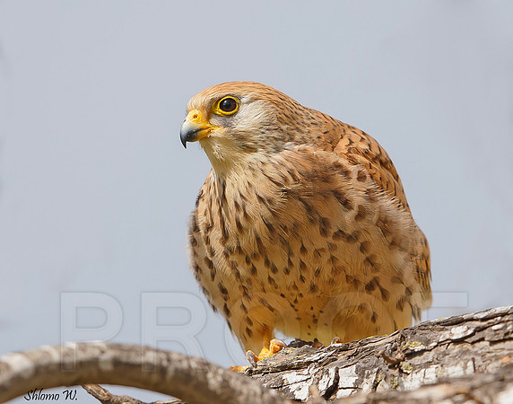 Lesser Kestrel