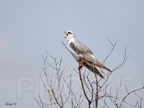 Black-winged Kite