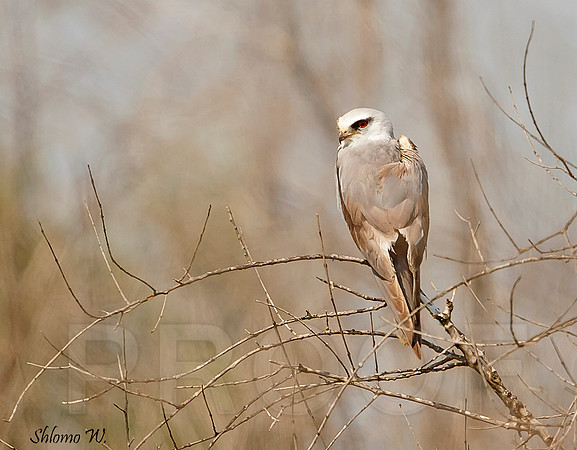 Black-winged Kite