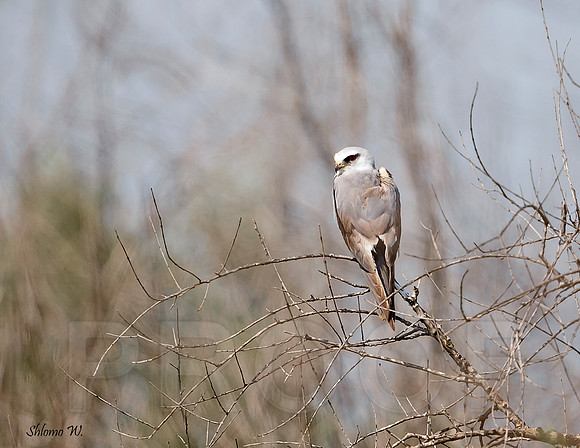 Black-winged Kite