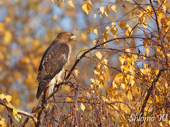 Red tailed Hawk