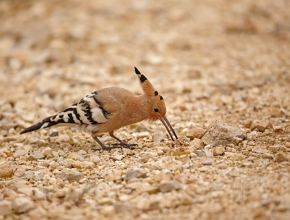 Hoopoe