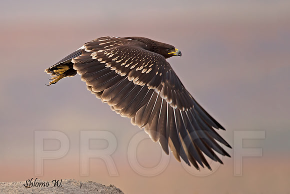 Spotted Eagle