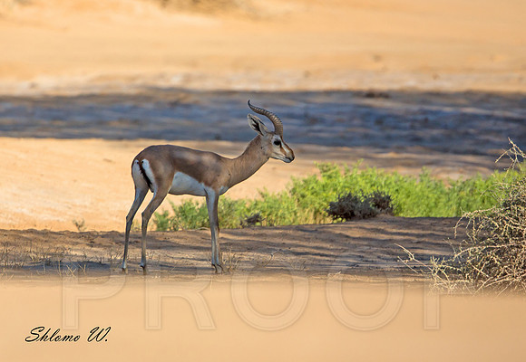 Mountain Gazelle