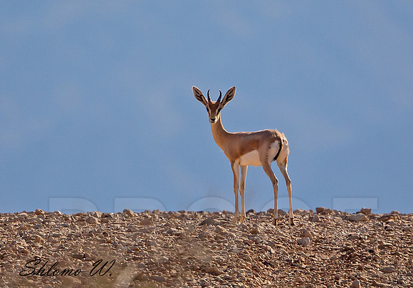 Mountain Gazelle