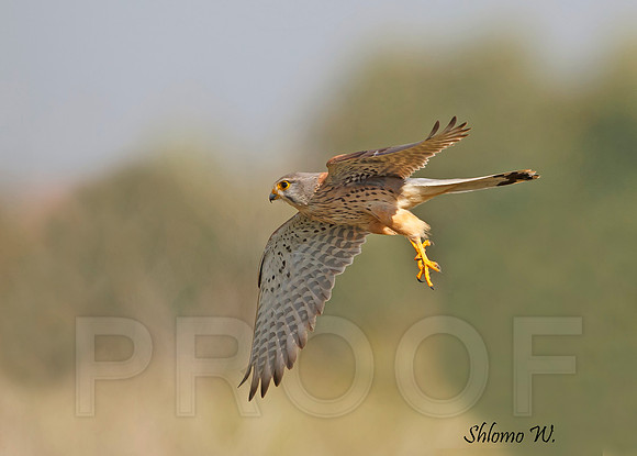 Common Kestrel