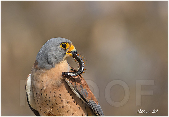 Profile of Lesser Kestrel and Giant Chilopoda