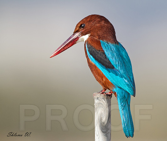 White throated Kingfisher
