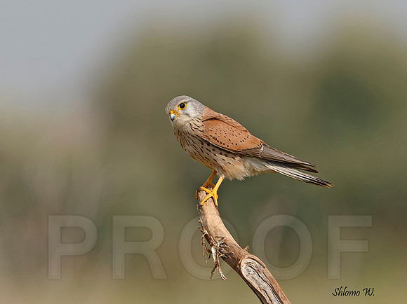 Common Kestrel