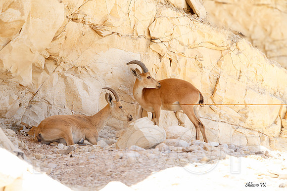 Nubian Ibex