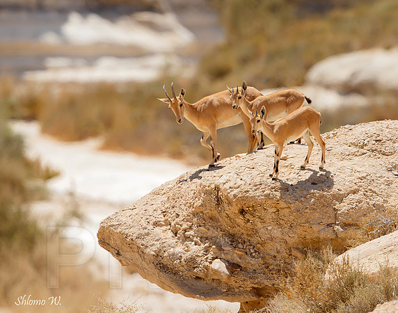 Nubian Ibex