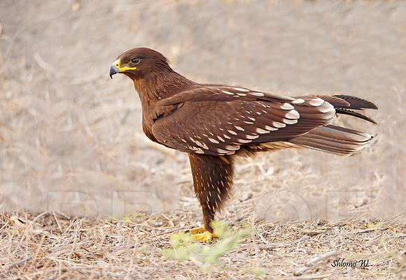 Spotted Eagle