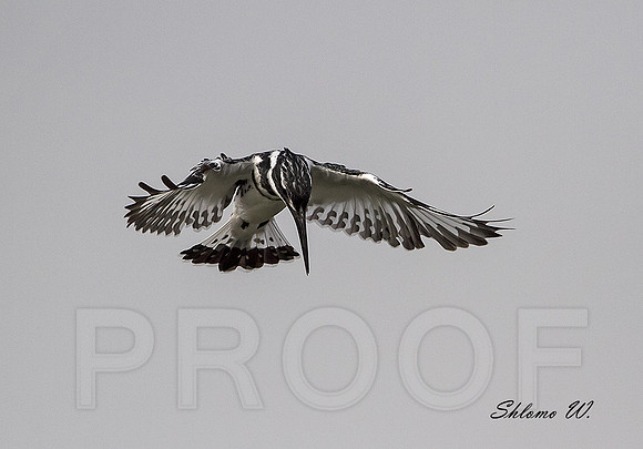 Pied Kingfisher