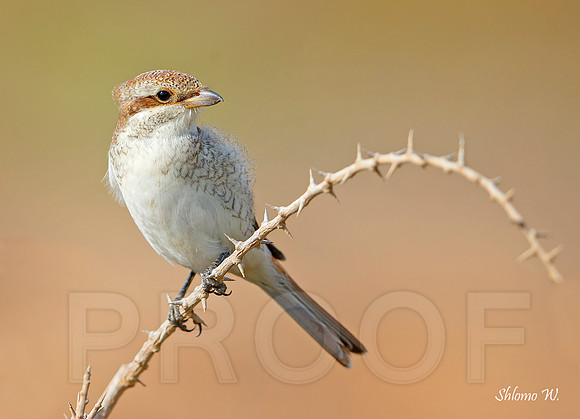 Red-backed Shrike