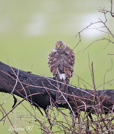 Northern Harrier