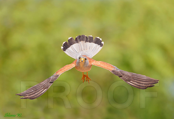 Lesser Kestrel
