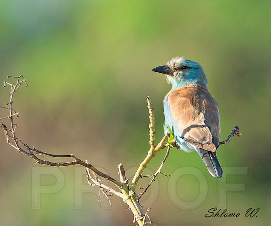 Roller