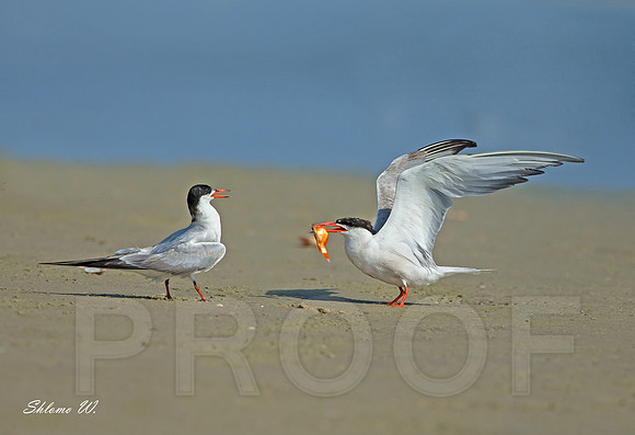 Common Tern