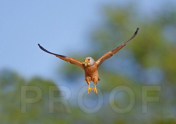 Lesser Kestrel