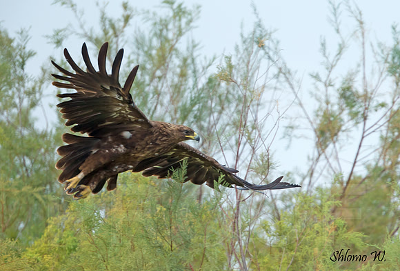 Spotted Eagle