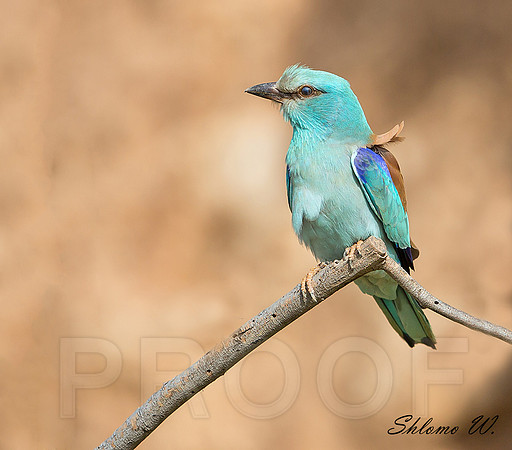 Roller