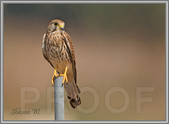 Common Kestrel