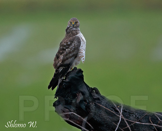 Northern Harrier