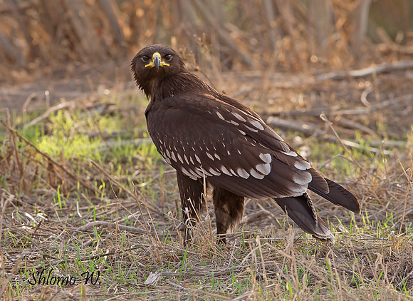 Spotted Eagle