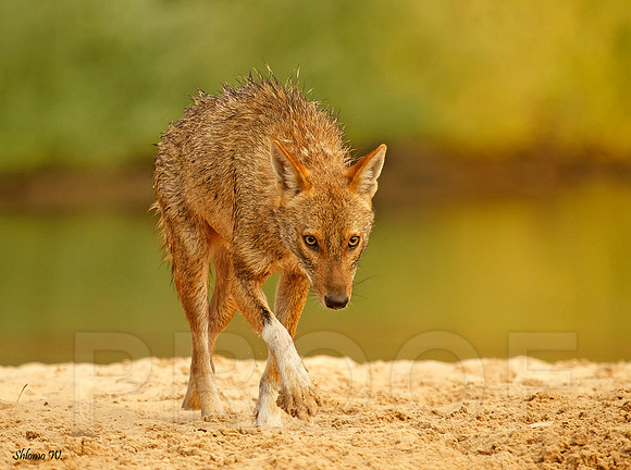 Golden Jackal
