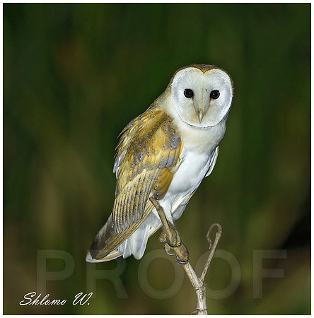 Barn Owl