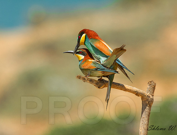 bee-eaters making love
